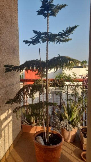 Araucaria 195cm
