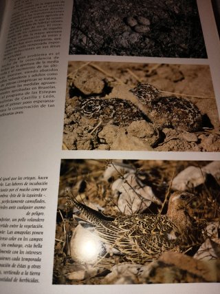 Libro