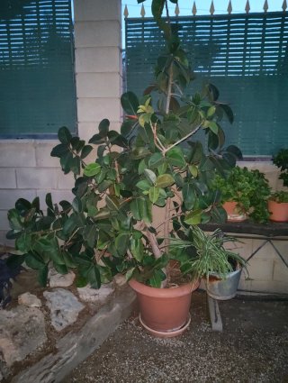 Planta de exterior en maceta
