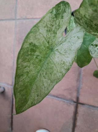 Alocasia Macrorrhiza Baltik variegata.