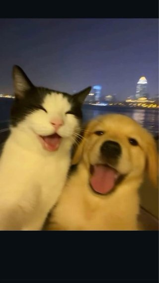 Cuidamos tu mascota (gatos y perros)