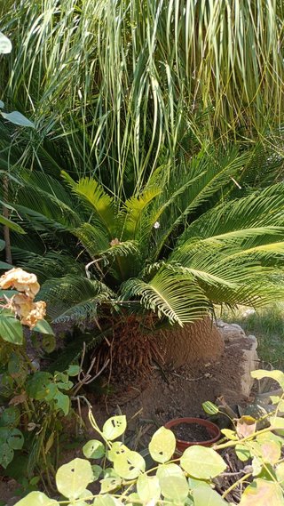 5 Cycas revolutas de varios tamaños
