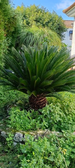 5 Cycas revolutas de varios tamaños