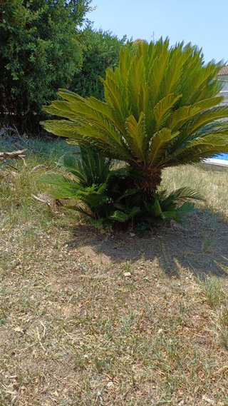 5 Cycas revolutas de varios tamaños