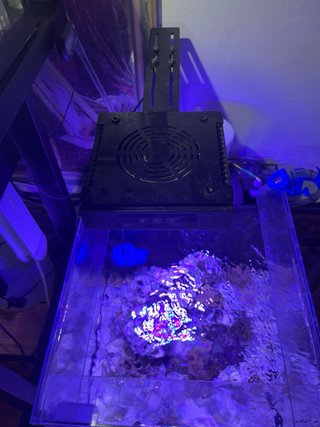 Pantalla LED Acuario Marino Nicrew 50W HiperReef