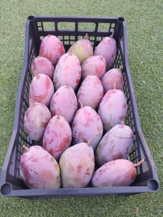 Mangos Ostin