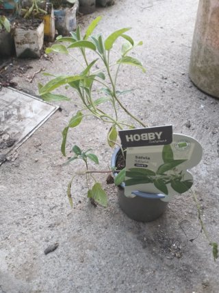 Última Planta de Salvia