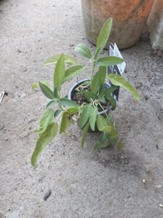 Última Planta de Salvia