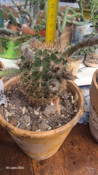 Echinopsis ibrido giallo-rosa pianta adulta