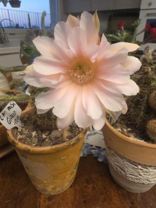 Echinopsis ibrido giallo-rosa pianta adulta