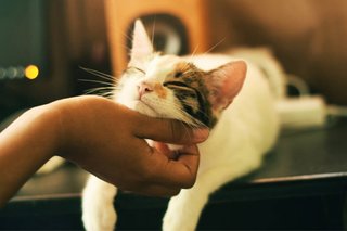 Cuidado vacacional de gatos.