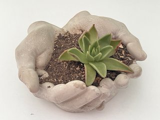 Maceta de Manos con Suculenta