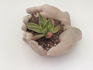 Maceta de Manos con Suculenta