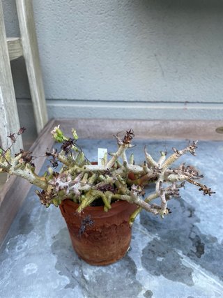 Tylecodon buchholzianus