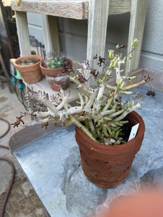 Tylecodon buchholzianus