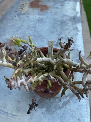 Tylecodon buchholzianus