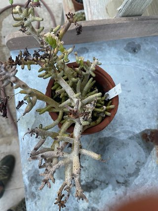 Tylecodon buchholzianus