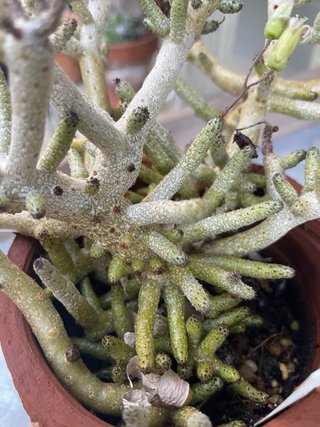 Tylecodon buchholzianus