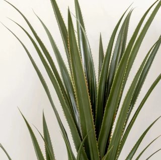 Yuca Artificial Nueva