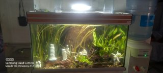Regalo Acuario con plantas y  muchos peces gupys