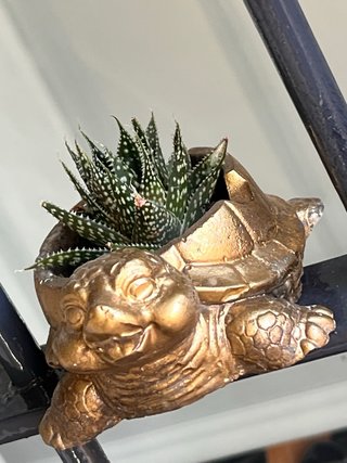 Figura Maceta Tortuga Suculenta