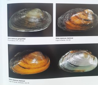 Atlante Delle Conchiglie Terrestri Dolciacquicole