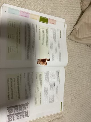 Puntal 1. Llengua catalana i Literatura 1 ESO