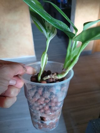 Monstera Standleyana Albo Variegada