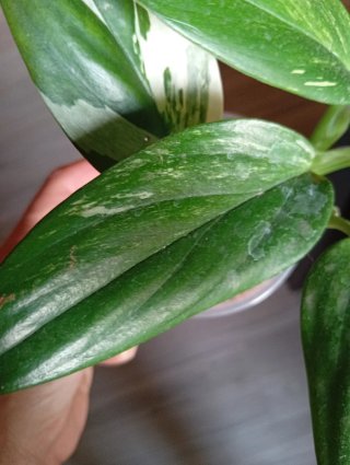 Monstera Standleyana Albo Variegada