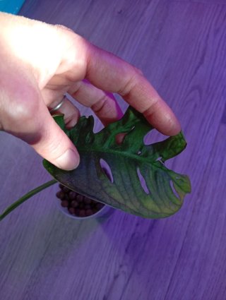 Monstera Adansonii