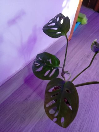 Monstera Adansonii