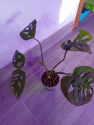 Monstera Adansonii