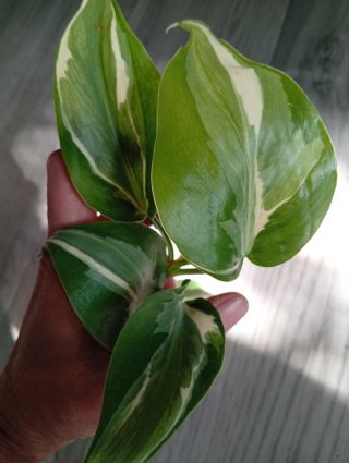 Philodendron Rio variegado