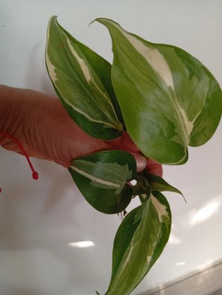 Philodendron Rio variegado