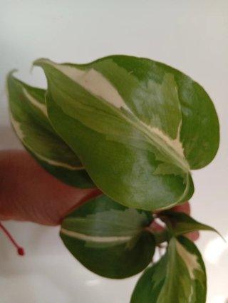 Philodendron Rio variegado