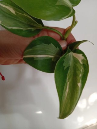 Philodendron Rio variegado