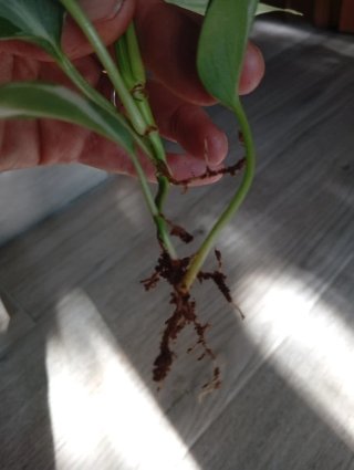 Philodendron Rio variegado