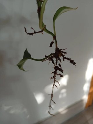 Philodendron Rio variegado