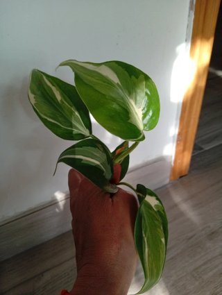 Philodendron Rio variegado
