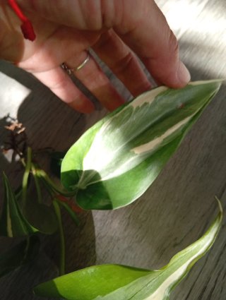 Philodendron Rio variegado