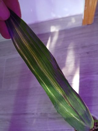 Aspidistra variegata
