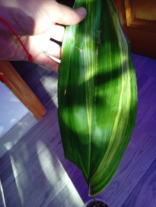 Aspidistra variegata