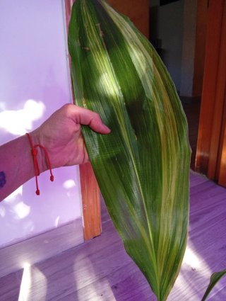 Aspidistra variegata