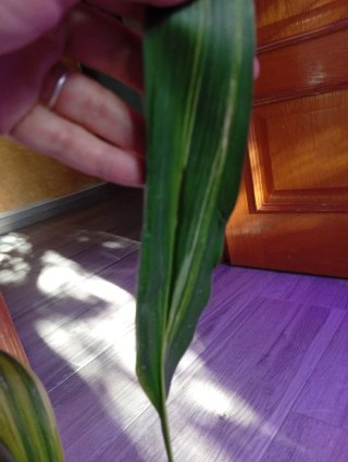 Aspidistra variegata