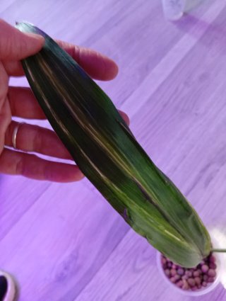 Aspidistra variegata