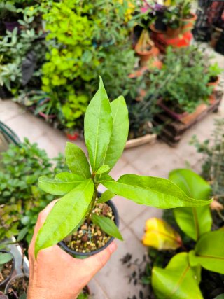 Planta Apollonias/Persea barbujana