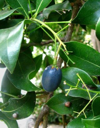 Planta Apollonias/Persea barbujana