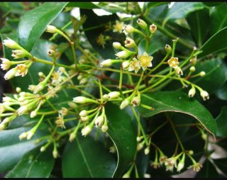 Planta Apollonias/Persea barbujana