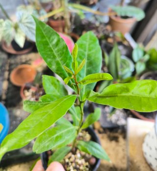 Planta Apollonias/Persea barbujana