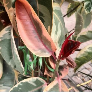 Talea Ficus Tineke Grande